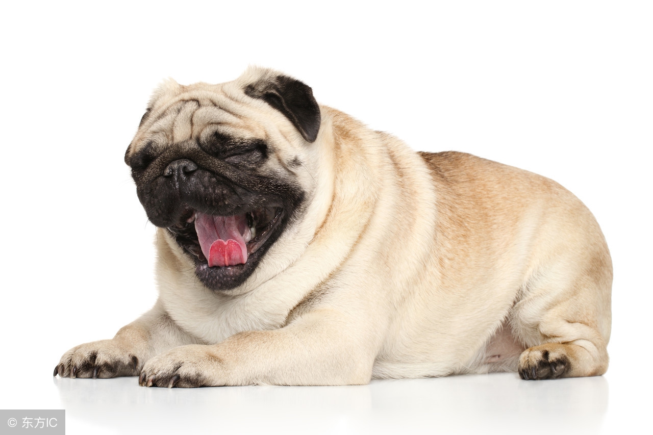 穷人养狗秘籍,养狗狗秘籍大全