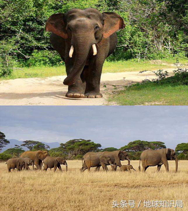 骑完骆驼再骑驴，真正的西域神兽是谁？地球知识局