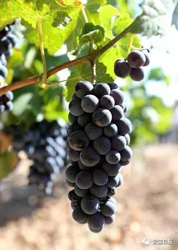 曾获1913年诺贝尔文学奖的获得者,获诺贝尔奖的红酒