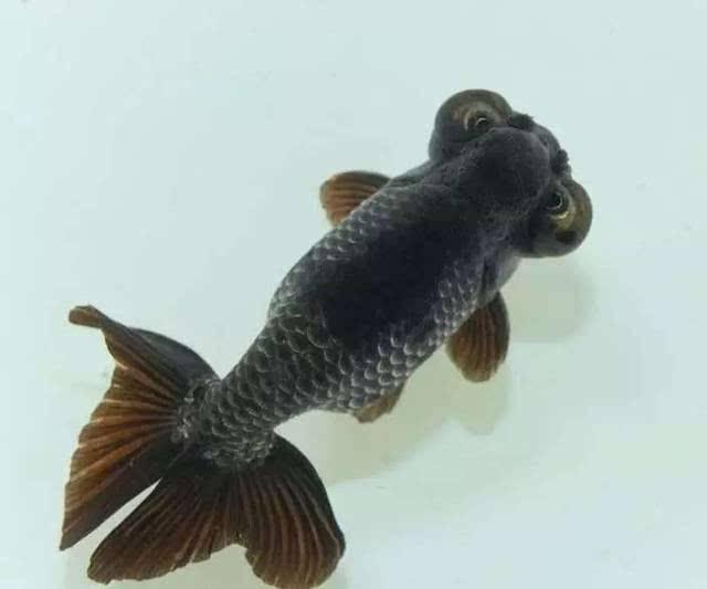 清朝正白旗旗人金鱼养殖心经:《虫鱼雅集》(下)