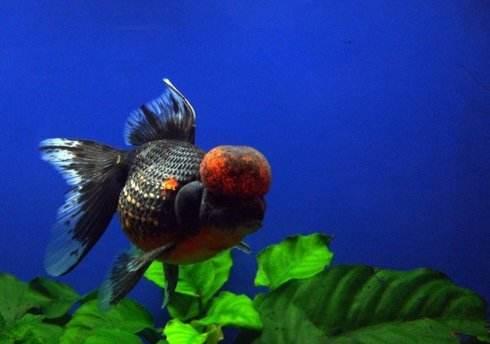 清朝正白旗旗人金鱼养殖心经:《虫鱼雅集》(下)