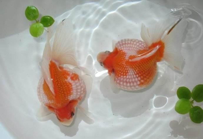 清朝正白旗旗人金鱼养殖心经:《虫鱼雅集》(下)