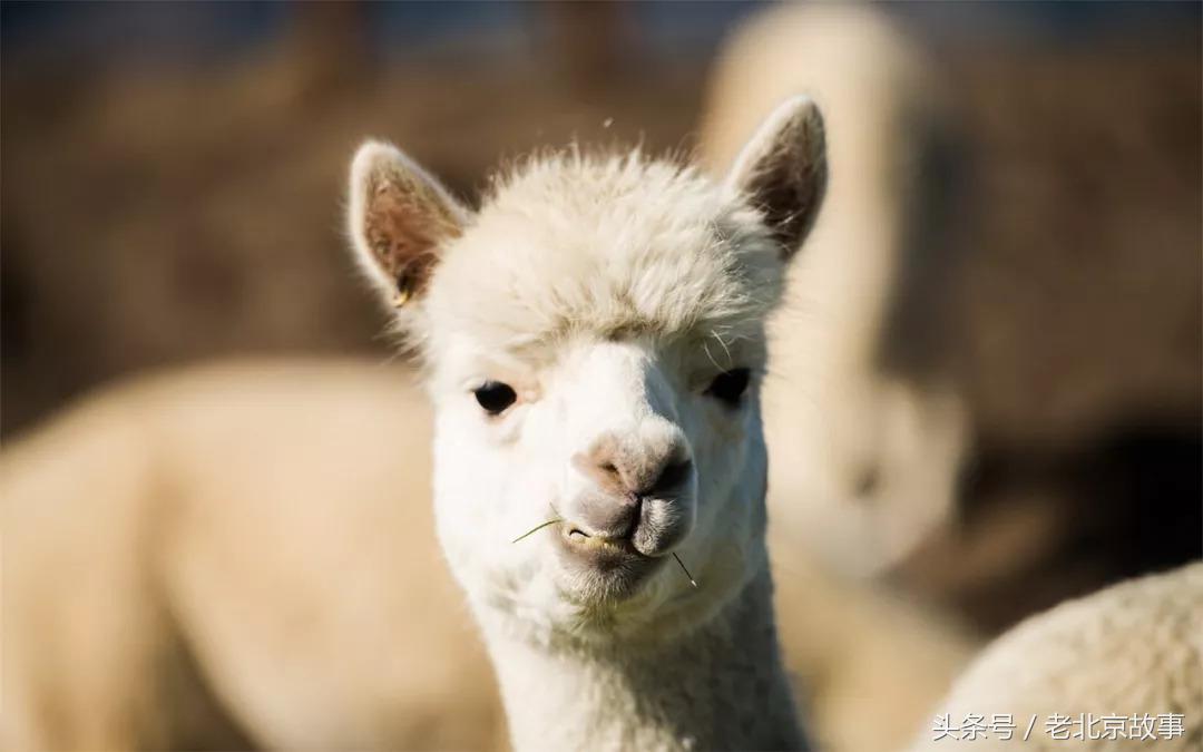 千万别和北京人吵架，真的很可怕！