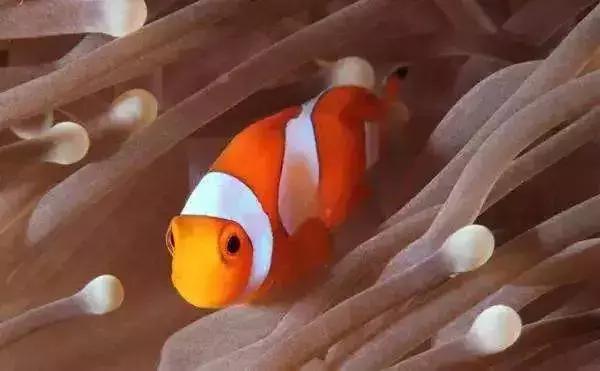 马来西亚沙巴度假海岛,马来西亚的沙巴