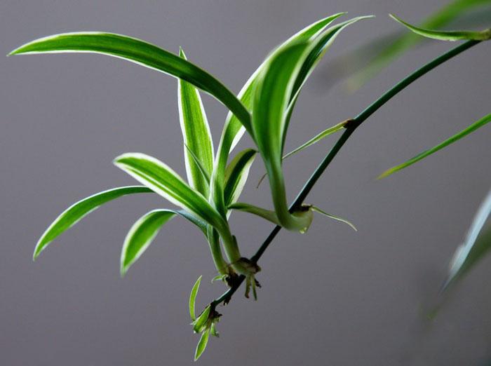 吊兰叶子总是会折断,吊兰叶子打折是怎么回事