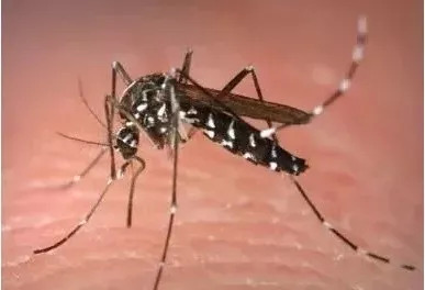 被蚊子咬了后起皮疹,蚊子咬后一大片红肿发硬体内缺啥