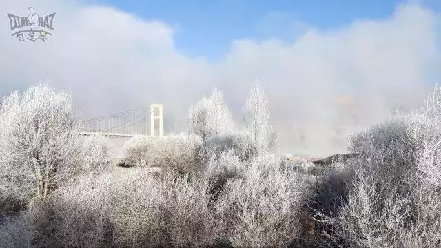 青海十大怪事完整视频,青海十大怪树