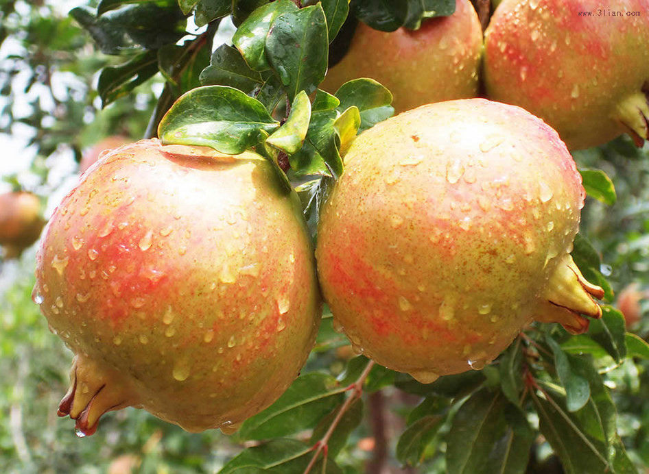 她被称作“天浆之果”，这样吃才对