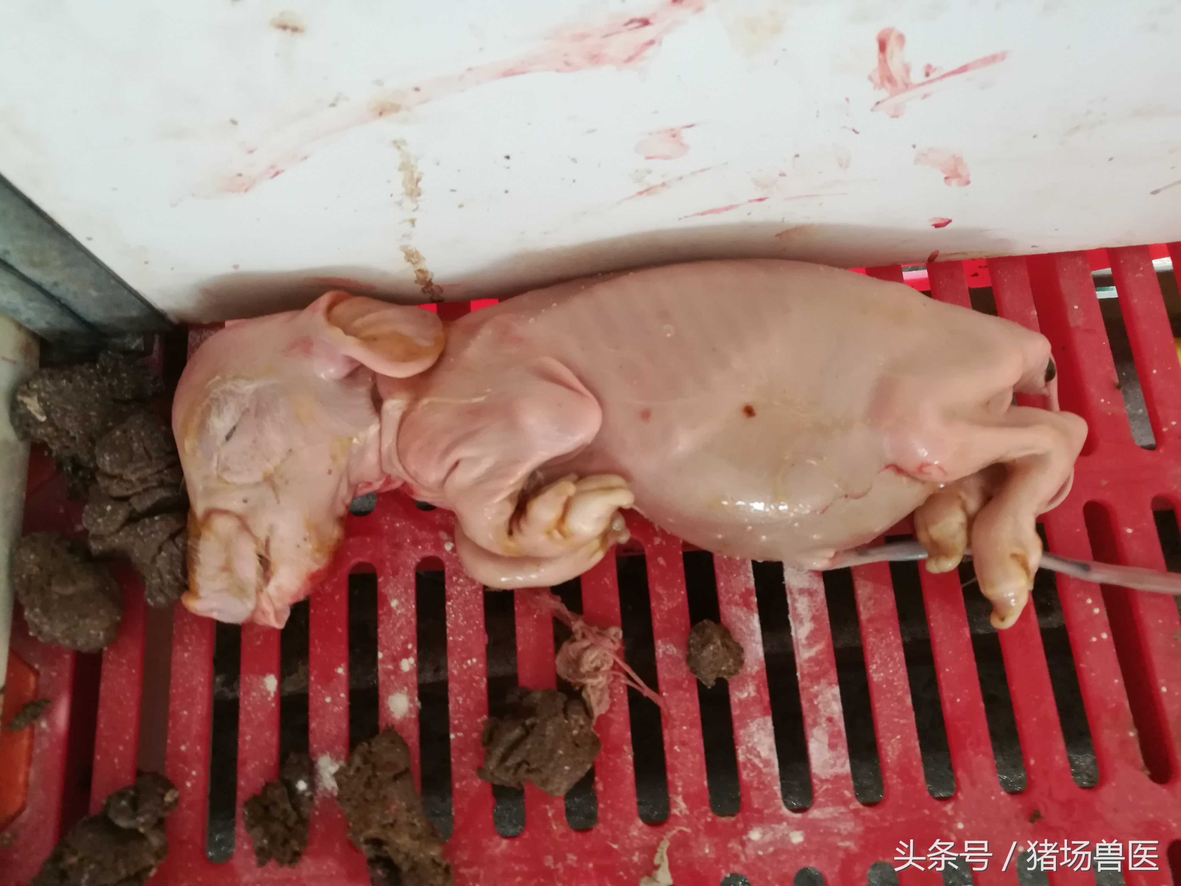 你注意到这个隐性杀手了吗——霉菌中毒?不然,生产成绩下滑20%