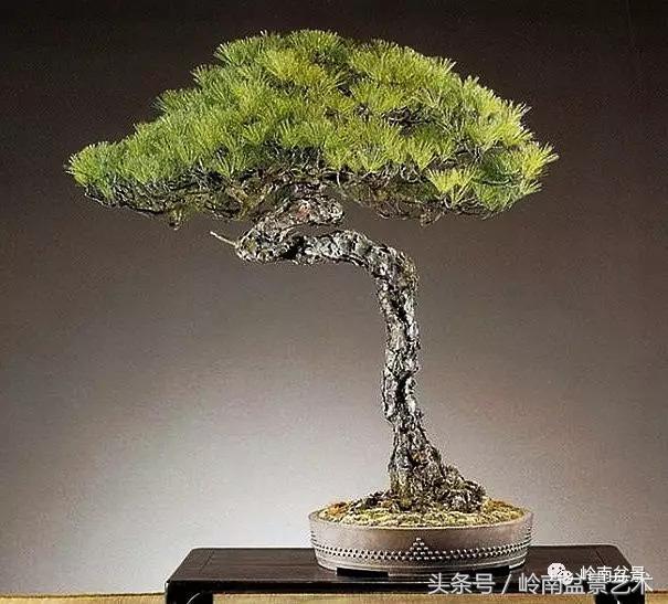 云中松——仰观天宇，俯察尘寰