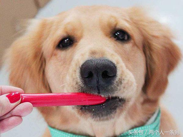 如何养成听话狗狗,如何培养狗狗的定点吃饭的习惯