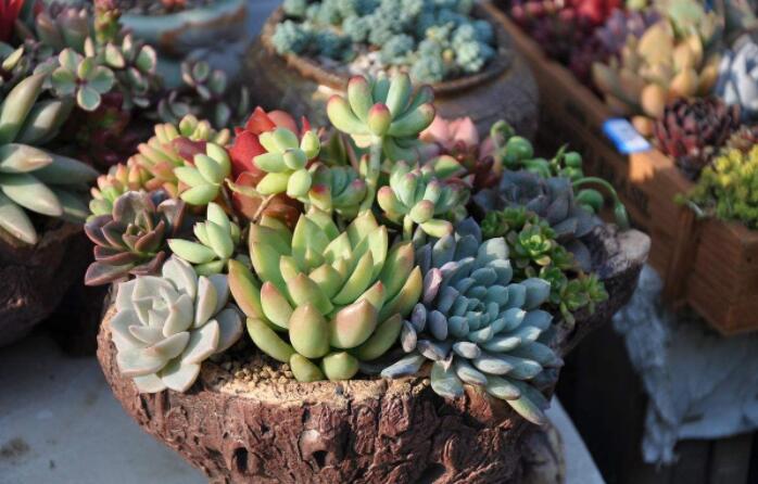 多肉植物怎么养不死根,多肉植物可以用木炭养吗