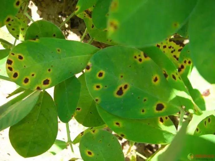 只要三分钟，马上成为绿萝的“医生”，在这个季节药到病除