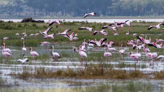 最恐怖的拍摄经历｜我在非洲被长颈鹿强吻了……