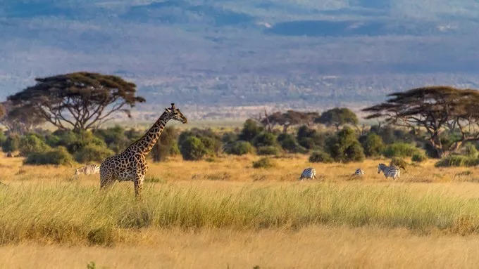 最恐怖的拍摄经历｜我在非洲被长颈鹿强吻了……