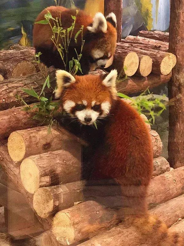 重庆动物园推荐熊猫,重庆动物园冬天有小熊猫吗
