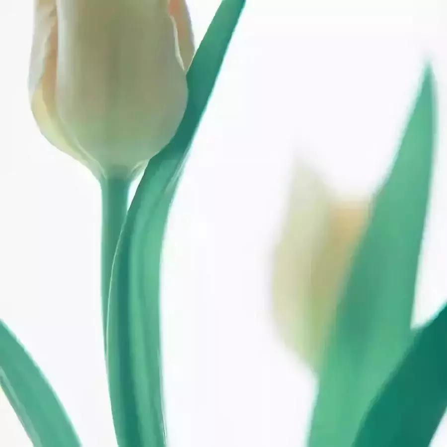 黄昱宁:你或植物|新关注