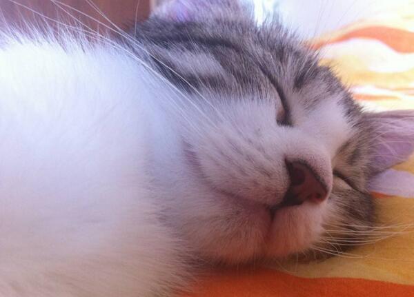 猫咪毛囊炎尾巴感染化脓怎么处理,猫咪毛囊炎掉毛怎么办