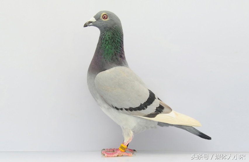 如果遇到放鸽子的人怎么办,如果被放鸽子了该怎么做