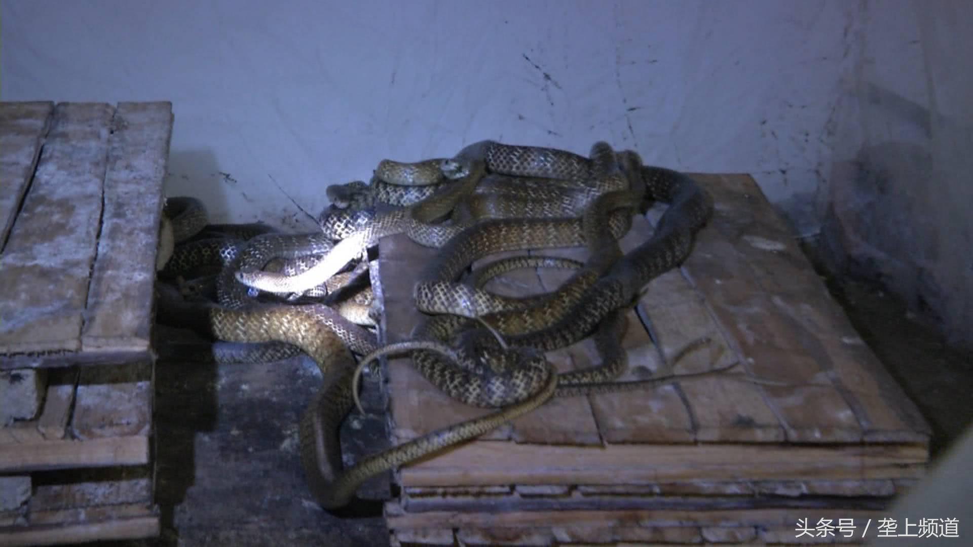 养蛇有利润吗,养蛇真能致富