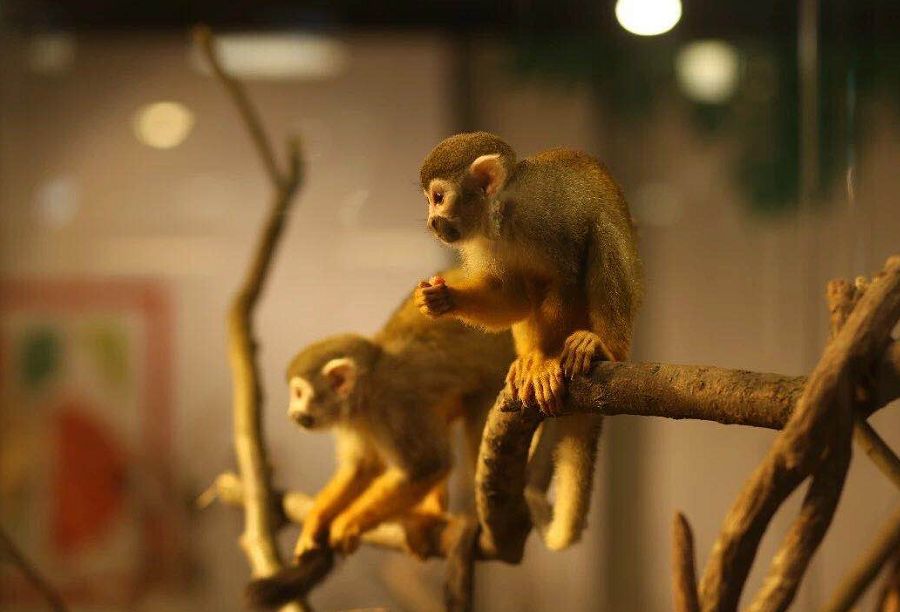 羊驼开门视频,羊驼出门迎接主人