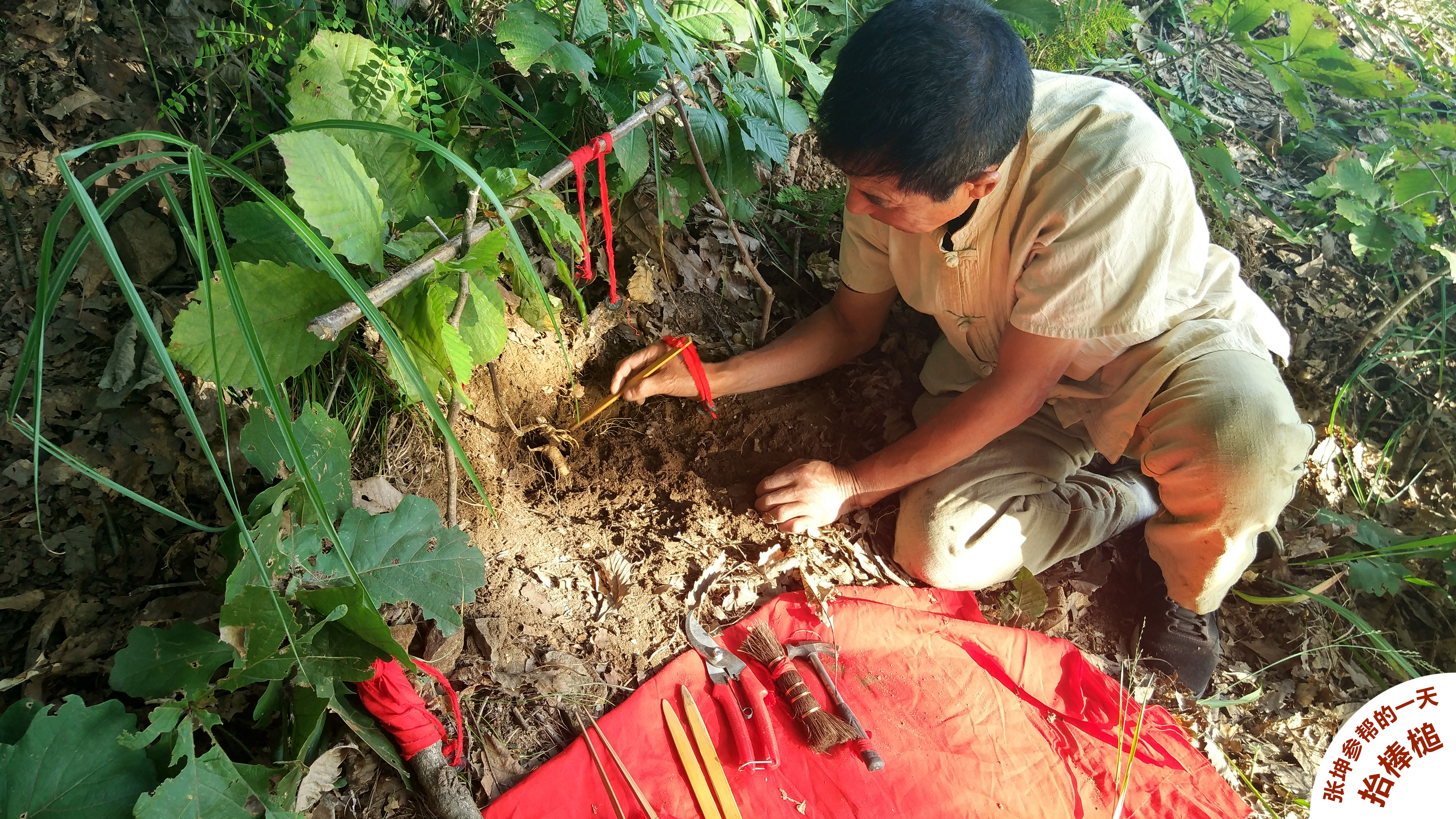 野山参怎么吃,野山参什么季节吃最好