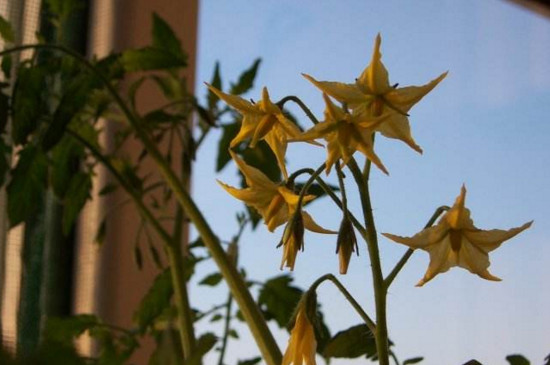 阳台种菜种小萝卜,阳台种菜自己种点豌豆尖