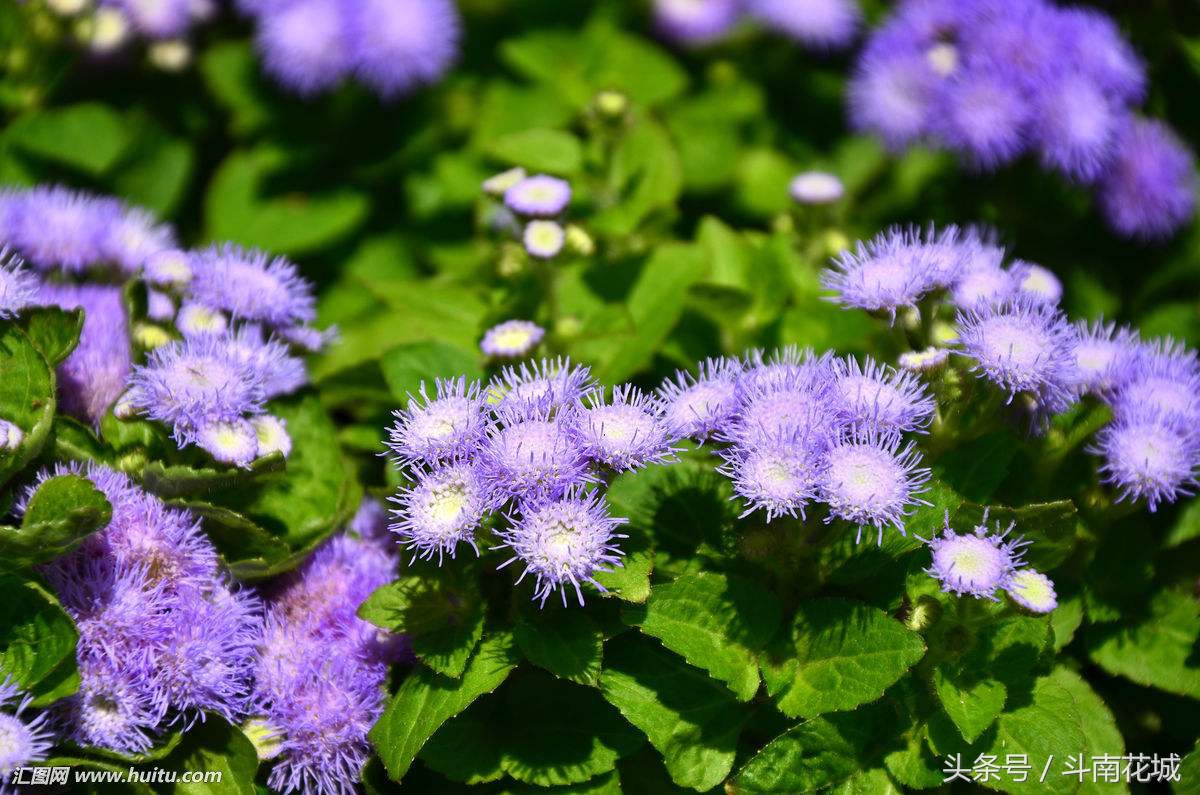 9月13号生日花语,生日花语9月16日