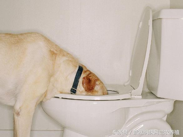 新手养拉布拉多入门必备攻略,拉布拉多养殖攻略