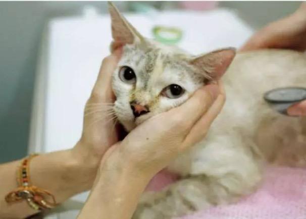 领养代替购买真的好吗,以领养的名义骗人买猫粮是否合法