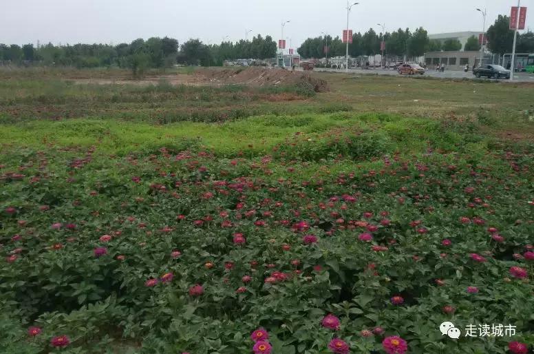 容城县容城镇容城小学,容城镇和容城大道有什么区别