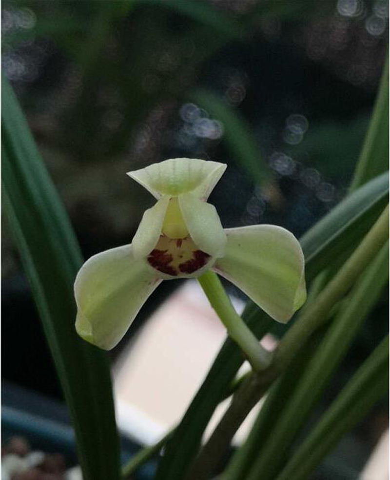 国魂兰花怎么辨别真假,宋梅兰花真假判断方法