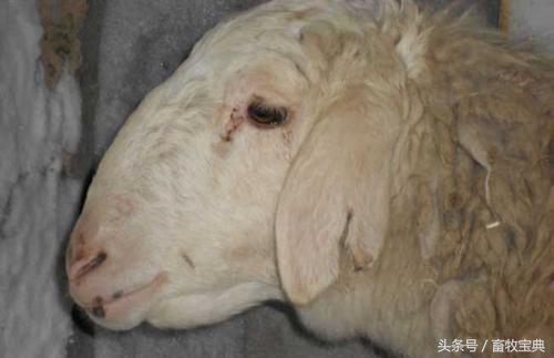 养牛笔记干货分享,养牛日记从头开始