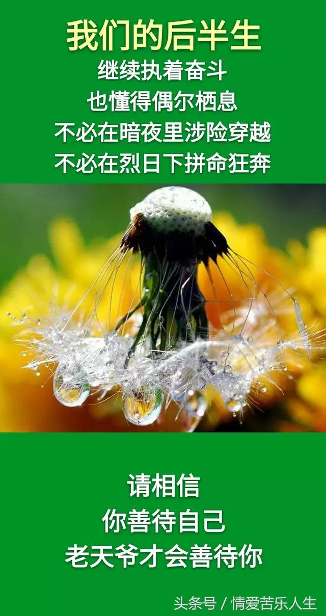 我们的后半生的美文,我们的后半生全集