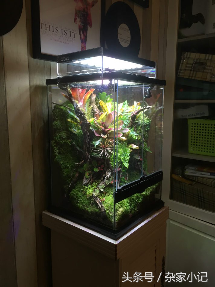 鱼缸造景分类及图解,鱼缸造景分哪些