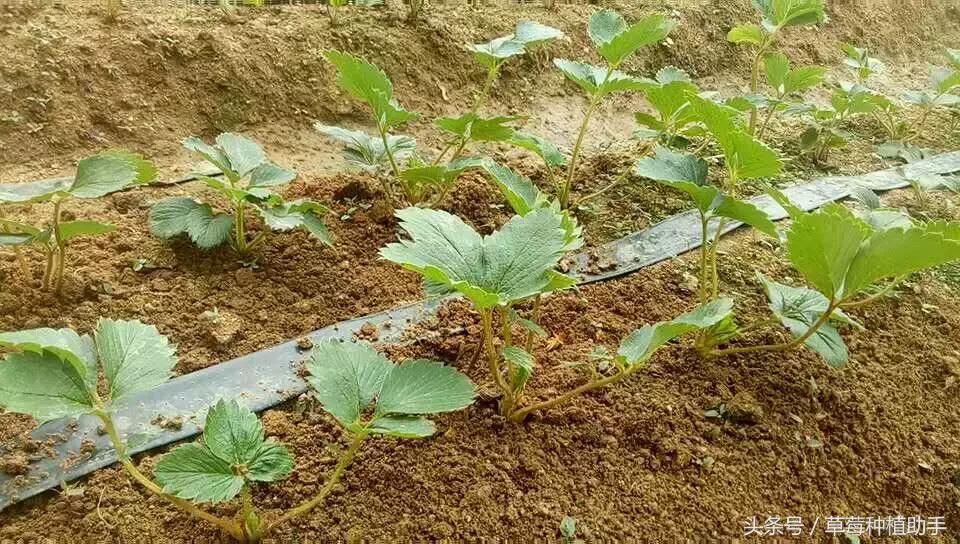 草莓苗种植的全程步骤详解,草莓苗种植方法谁都不知道