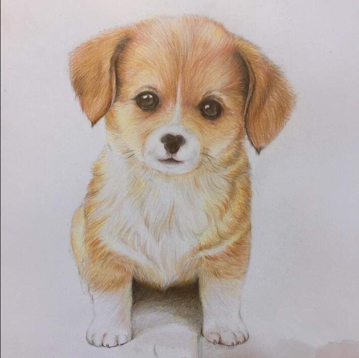 初学画简单小狗,画小狗儿童画涂色