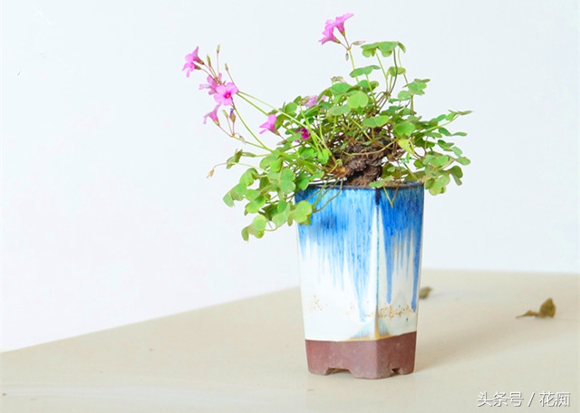 三叶草养成老桩,三叶草怎么养成老桩