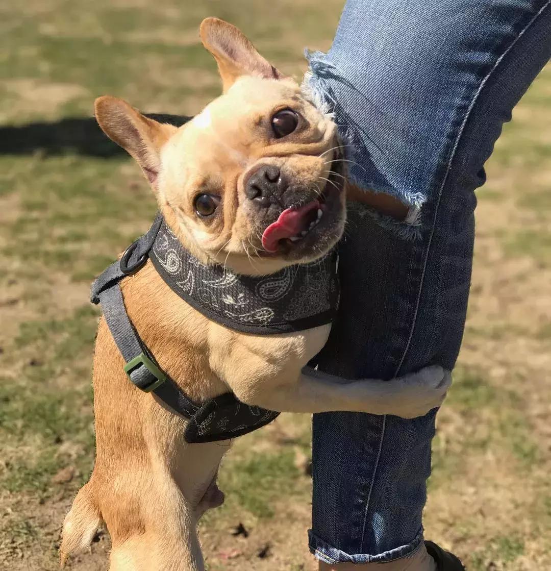 宠物绝育有科学依据吗,狗狗绝育好还是不绝育好呢