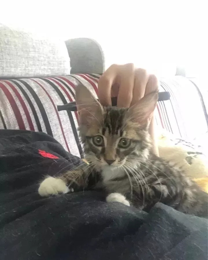 刚带回家的小猫咪怕人怎么办,刚带回来的猫咪怎么亲近