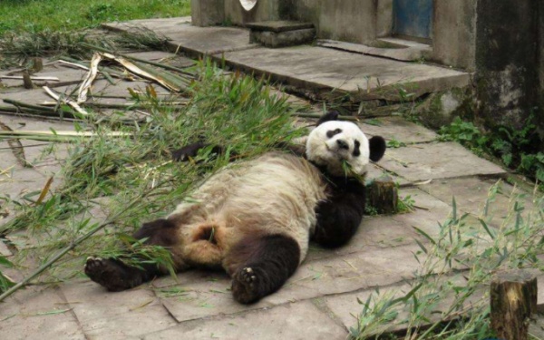 你见过熊猫的视频,限量版的熊猫金币