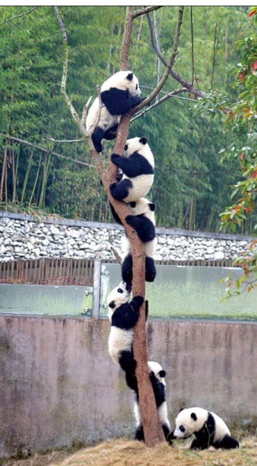 你见过熊猫的视频,限量版的熊猫金币