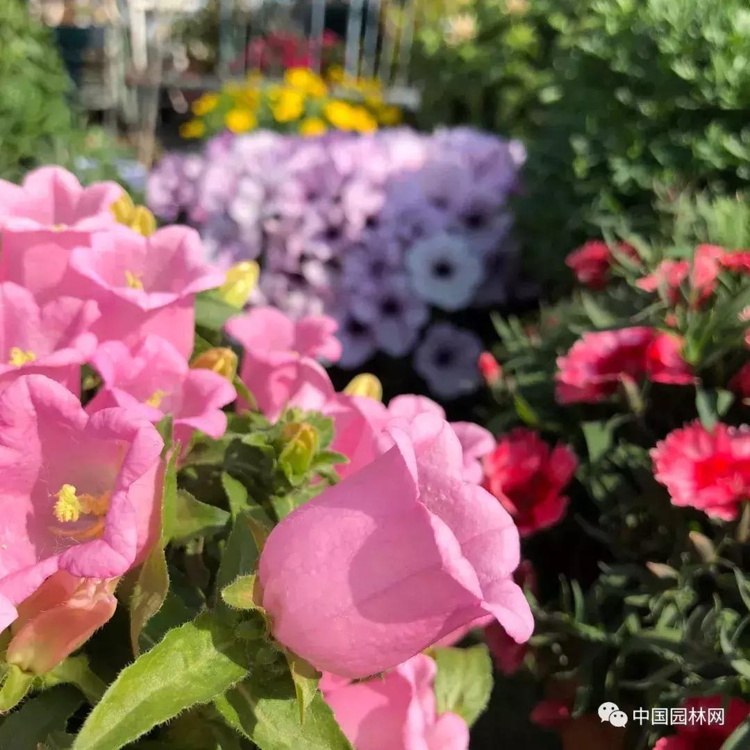 风铃草欣赏,风铃草的生长特点
