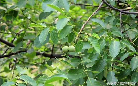 痔疮夏季怎么调养,夏季最佳治疗痔疮中成药
