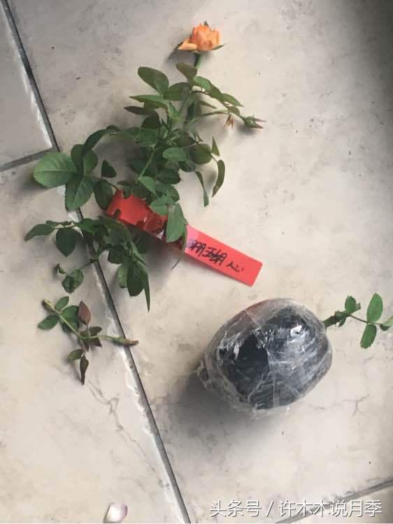 网购月季花黄叶怎么办,网购的月季小苗怎么处理