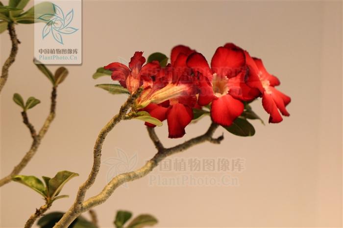 月季香槟玫瑰,月季玫瑰蔷薇你分得清吗