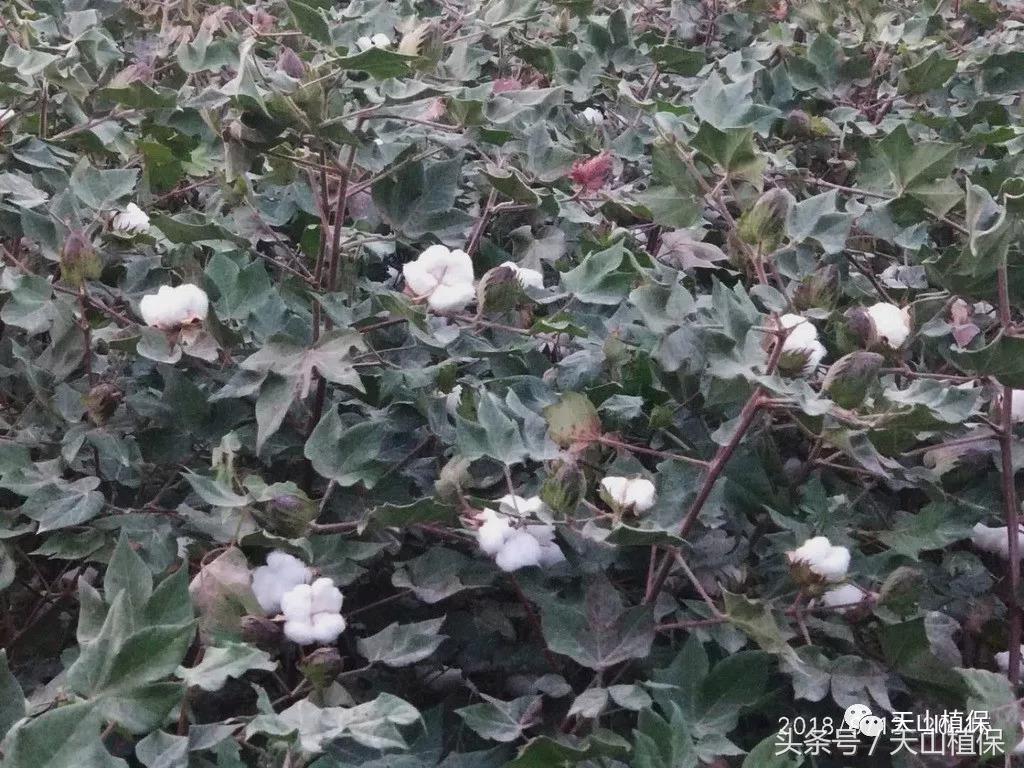 新疆南疆籽棉收购价最新行情,今日北疆各兵团籽棉收购价