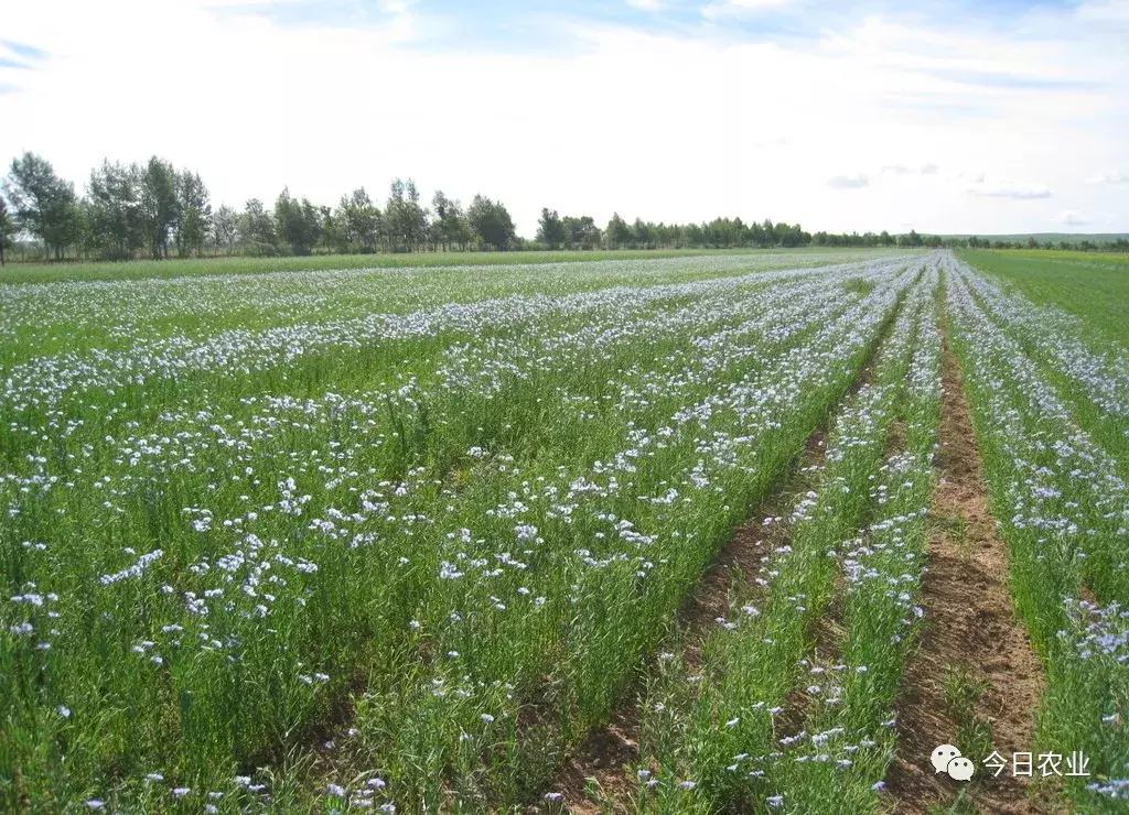 好质量的亚麻籽油,平鲁区亚麻籽油