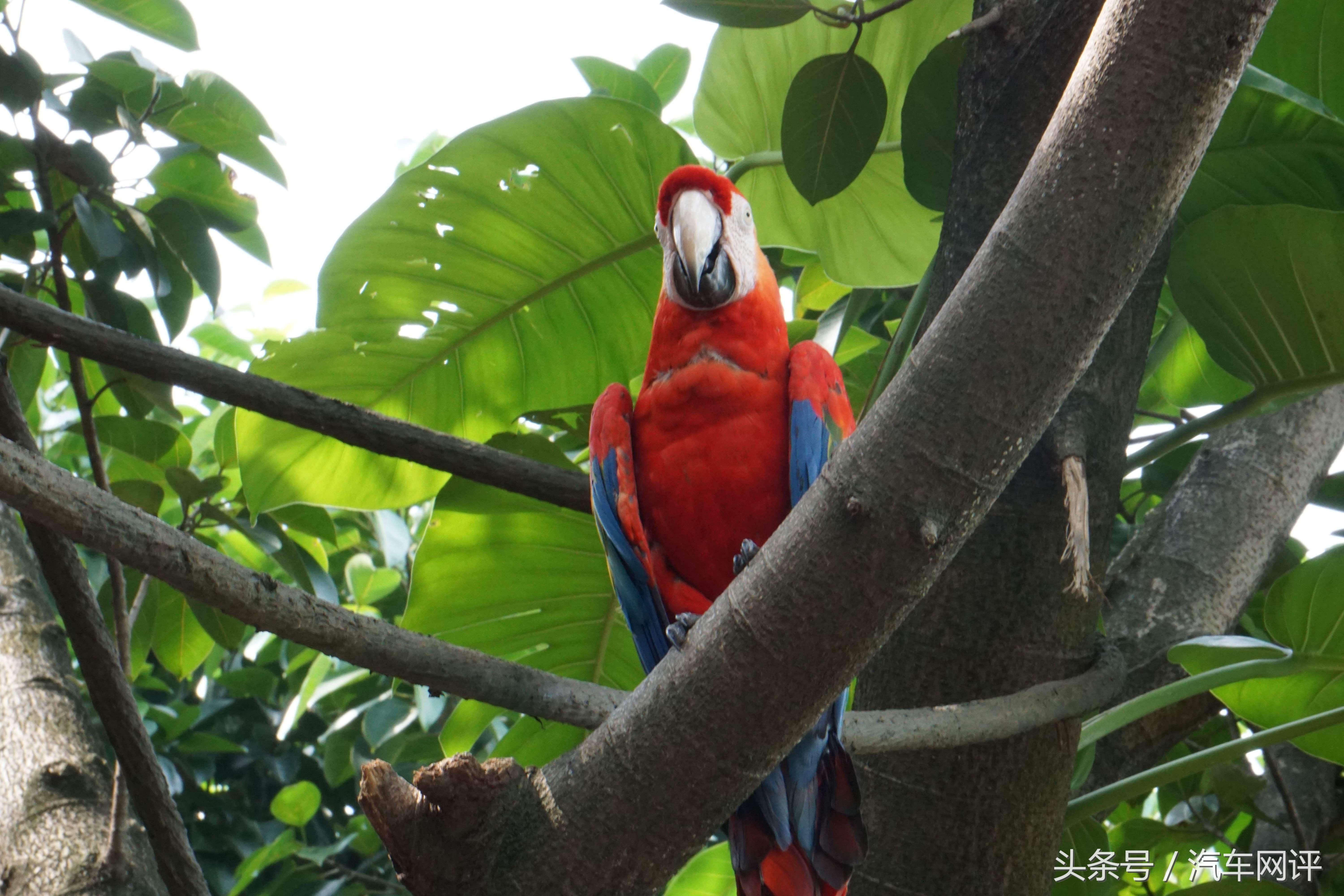 驾着宝马530Le去游玩长隆野生动物世界是一种怎样的体验？