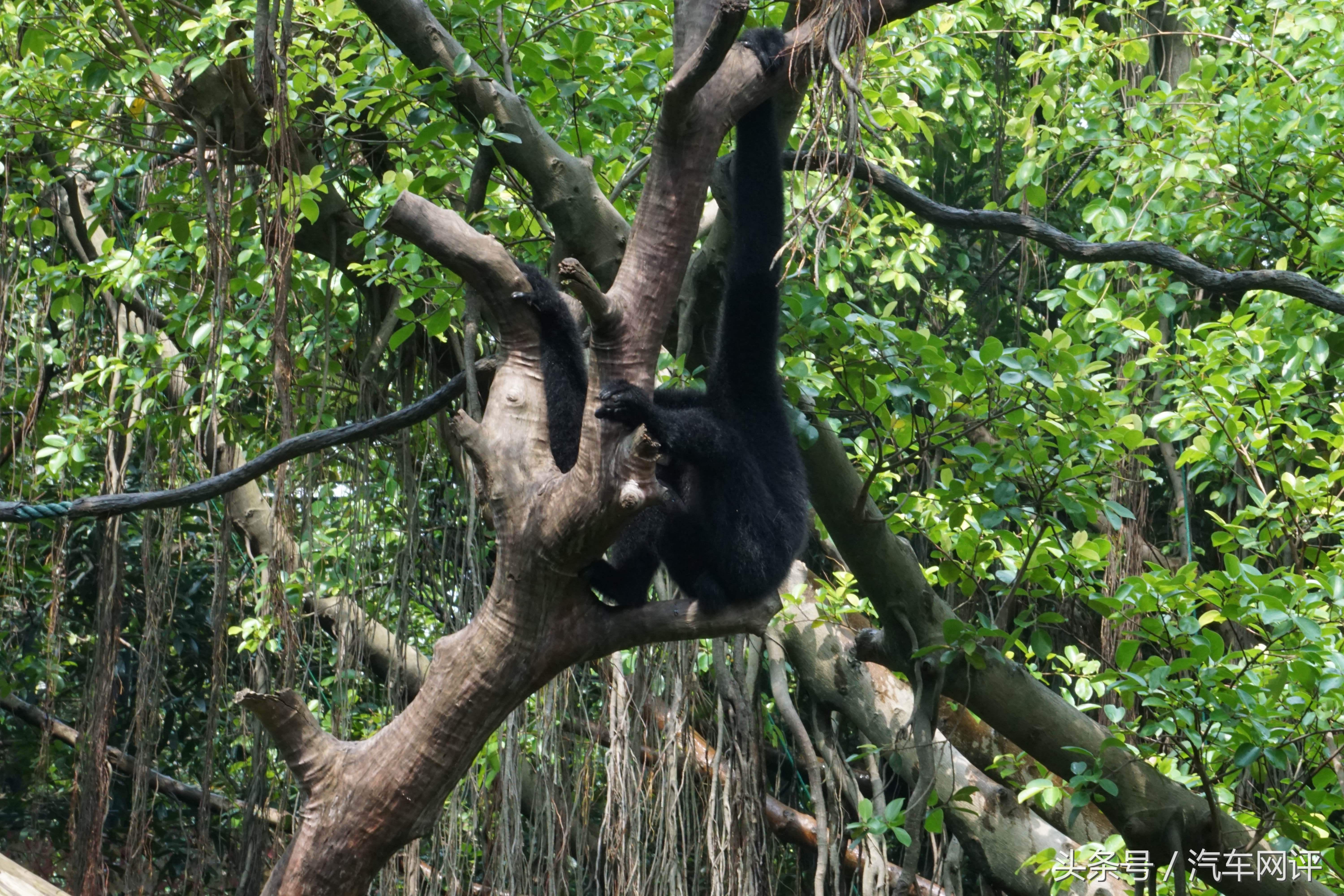 驾着宝马530Le去游玩长隆野生动物世界是一种怎样的体验？